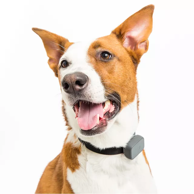 Iot Devices for Pets - Whistle GPS Tracker